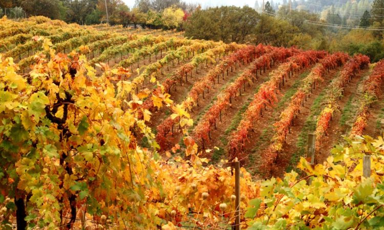 boeger-vineyards1-fall-colors-07-nov-09-e1366242855777